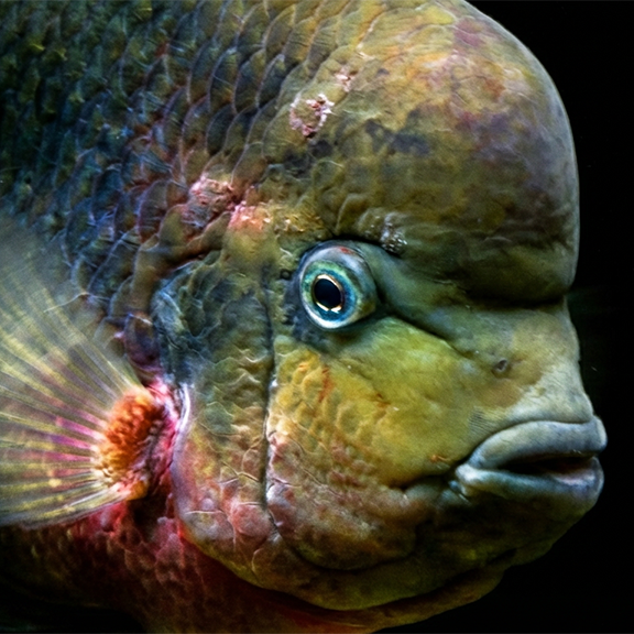 Bajo el mar